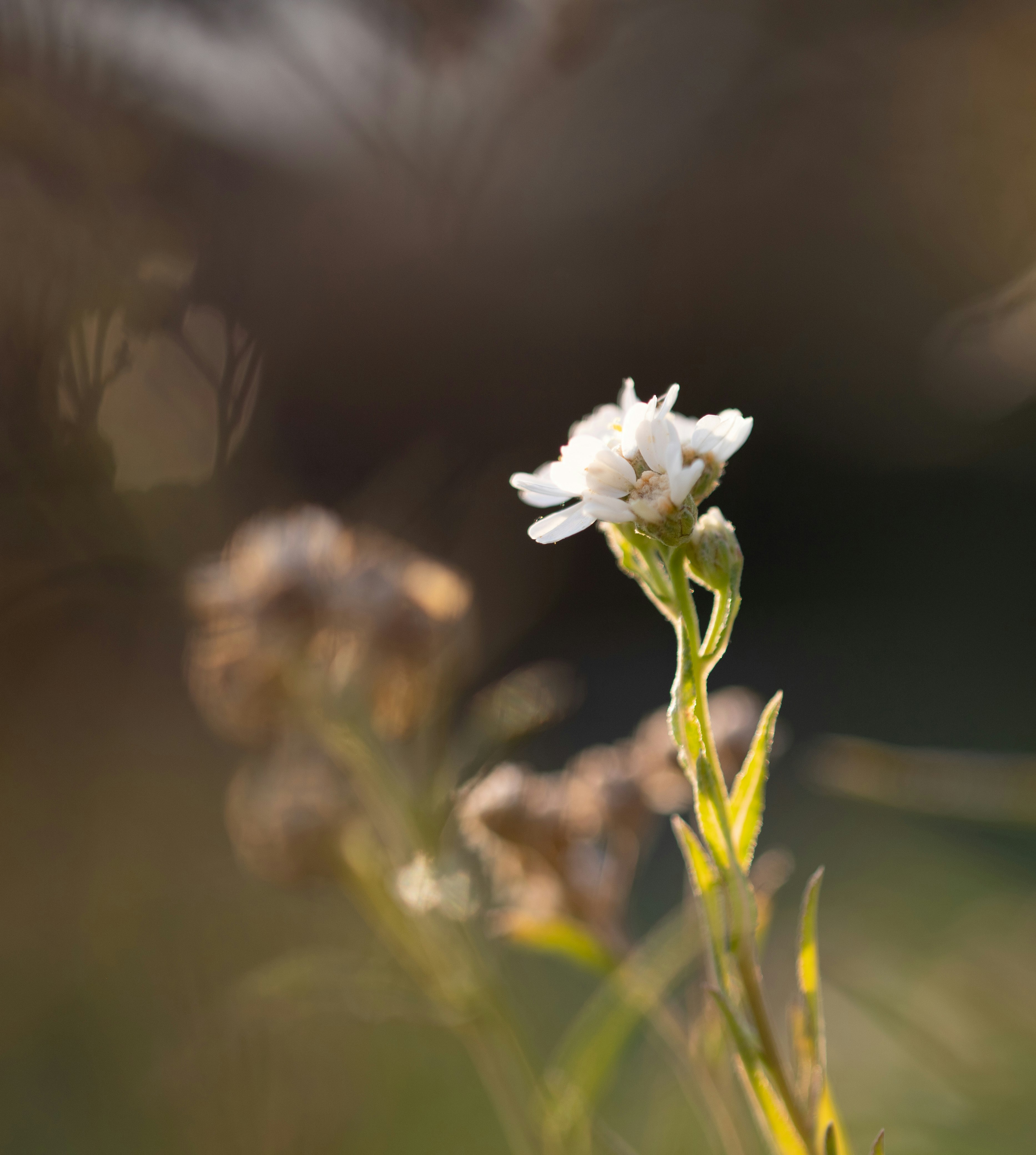 white flower in tilt shift lens